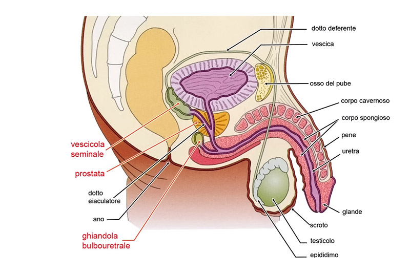 Prostata e apparato genitale maschile
